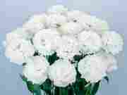 Еустома саджанець Celebrich 2 White (біла)